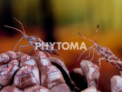 Leptoglossus occidentalis (Hemiptera, Coreidae)